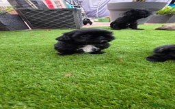 Shih Tzu dogs for sale: Imperial Shih-Tzu puppies-Ready for a new home   in Walsall - Image 3
