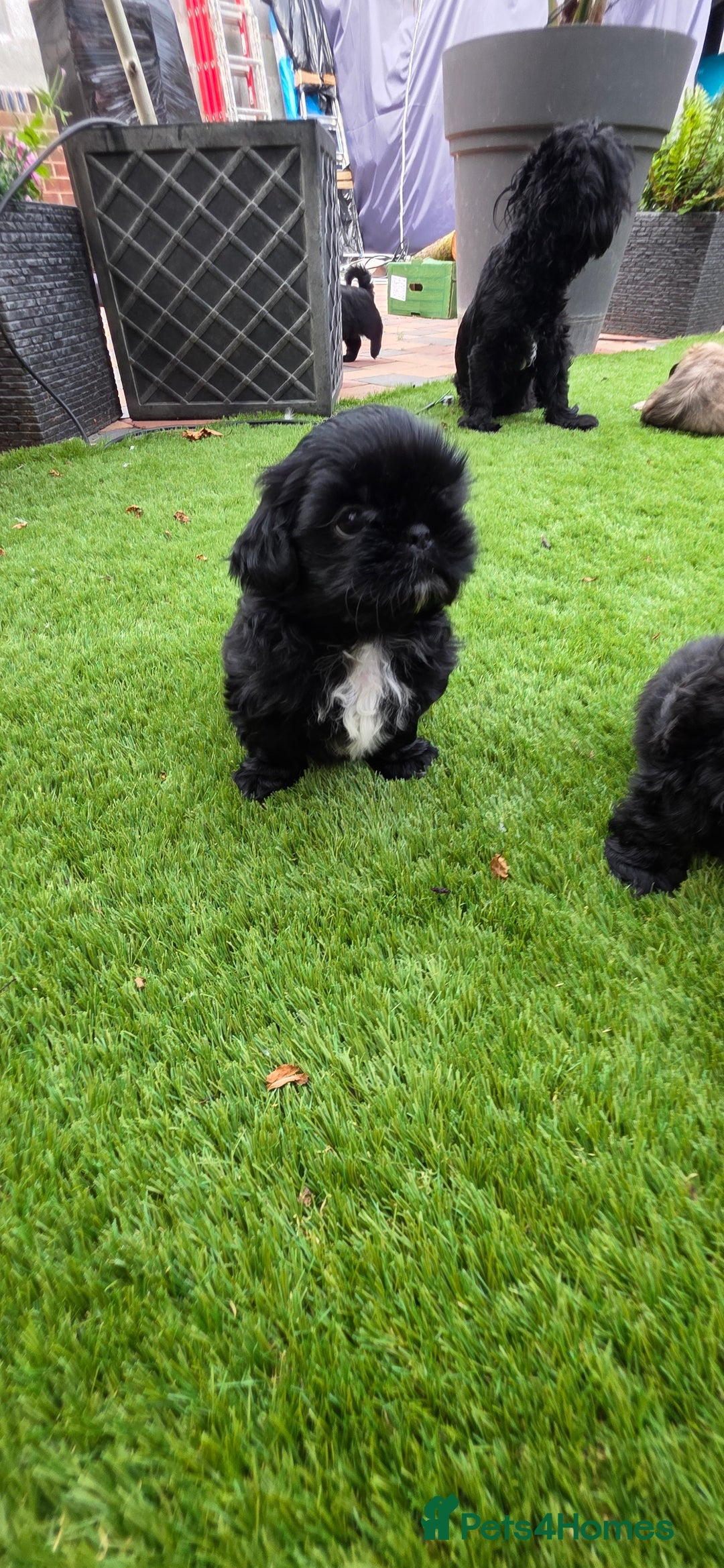 Shih Tzu dogs for sale: Imperial Shih-Tzu puppies-Ready for a new home   in Walsall - Image 3