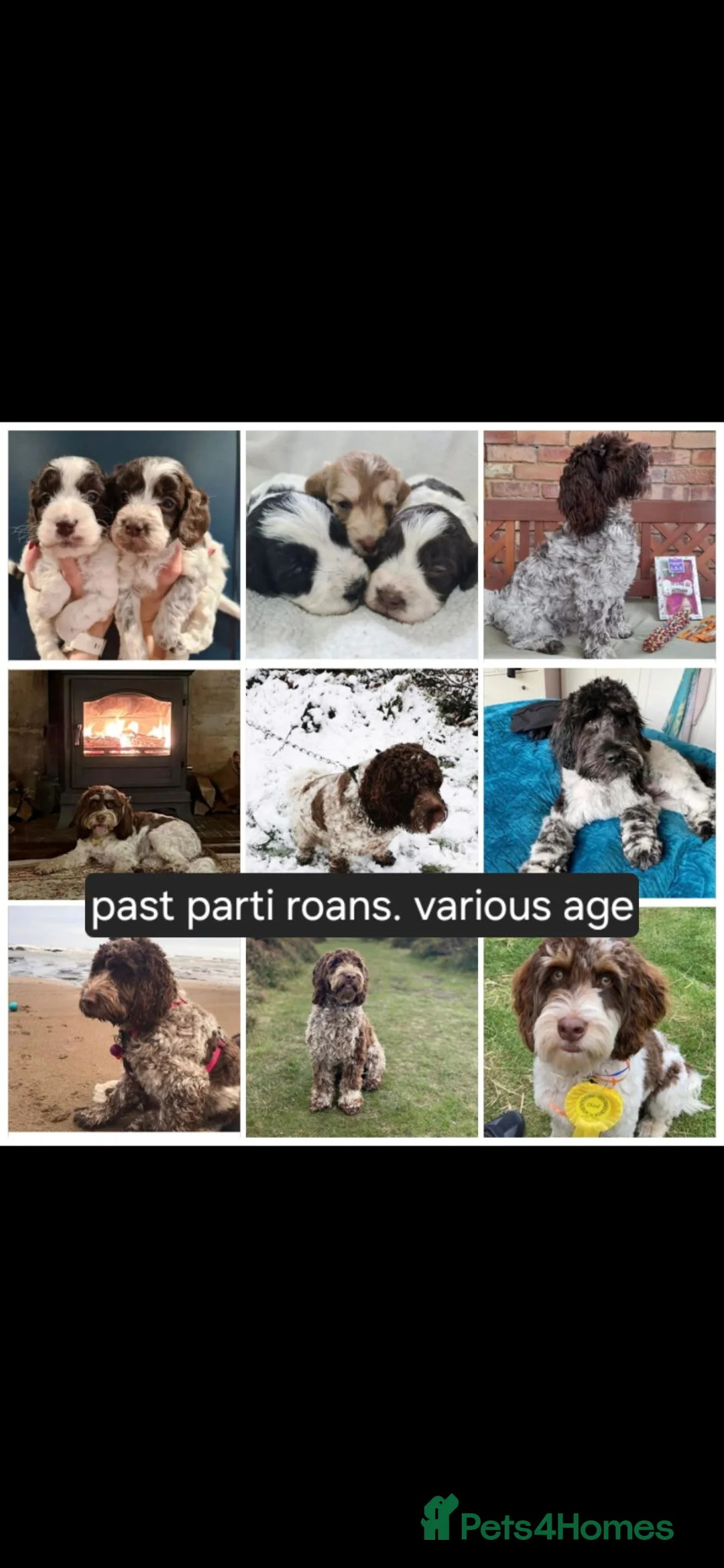 Cockapoo dogs for sale: F1b chocolate & parti roan cockapoos.HEALTH TESTED - Advert 2