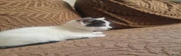 Mixed Breed cats for sale: Beautiful kittens READY TODAY  - Advert 3