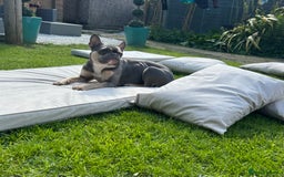 French Bulldog dogs for sale: Bella the Frenchie - for adoption ❤️ - Image 1