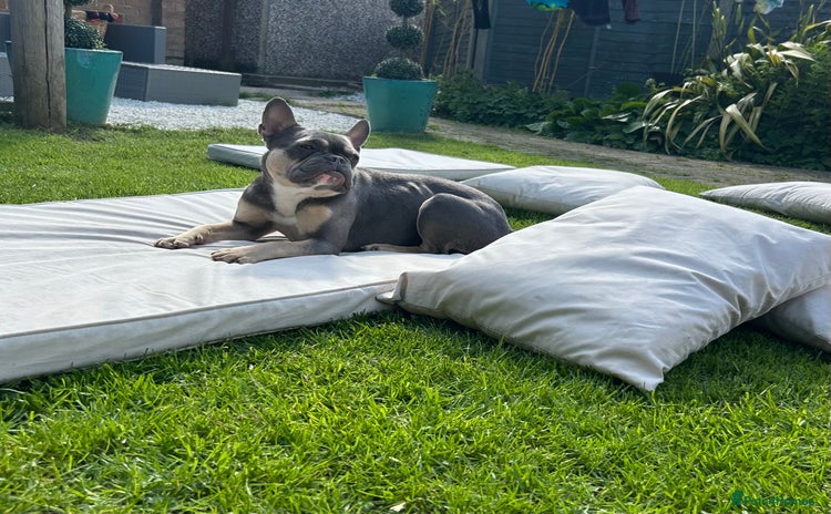 French Bulldog dogs - Advert 3