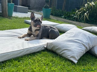 French Bulldog dogs - Advert 10