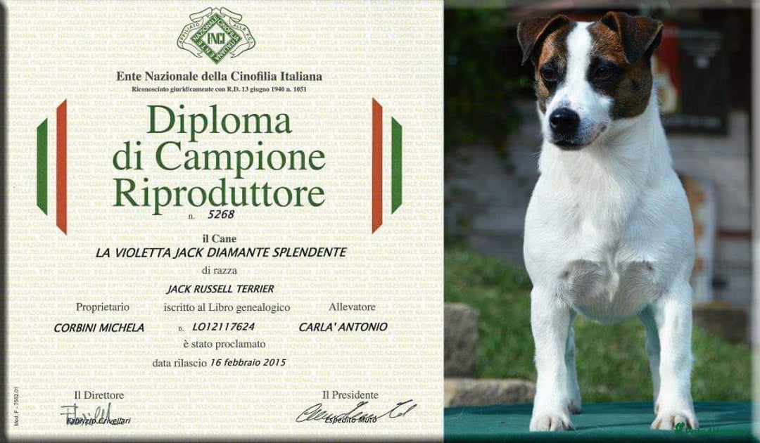 Jack Russell dogs for sale: Superb KC Reg’d Jack Russell Terrier DNA CLEAR - Advert 4