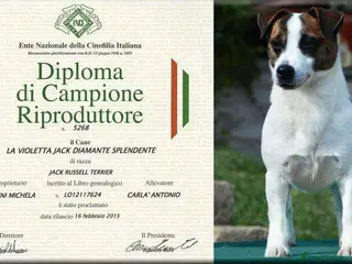 Jack Russell dogs Superb KC Reg’d Jack Russell Terrier DNA CLEAR - Advert 1