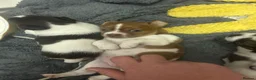 Jack Chi dogs for sale: Adorable Jack Russell X - Advert 4