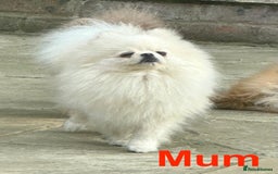 Pomeranian dogs for sale: Stunning littler of KC Pom puppies - Advert 33