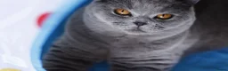 British Shorthair cats for sale: 🧸 Stunning GCCF BSH Female Champion Bloodlines ✨ - Advert 13