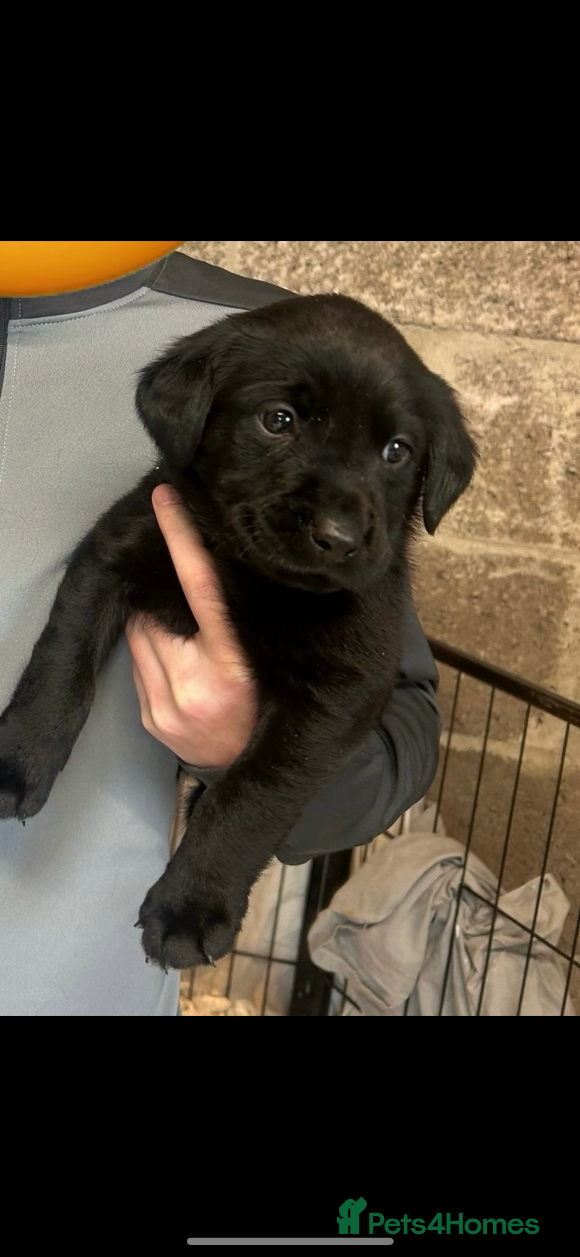 Labrador Retriever dogs Lovely KC registered Black and Chocolate pups - Advert 8