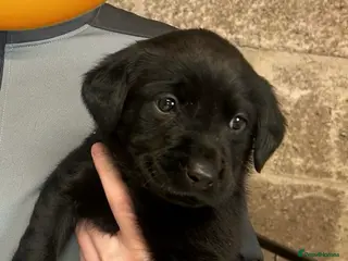 Labrador Retriever dogs Lovely KC registered Black and Chocolate pups - Advert 3