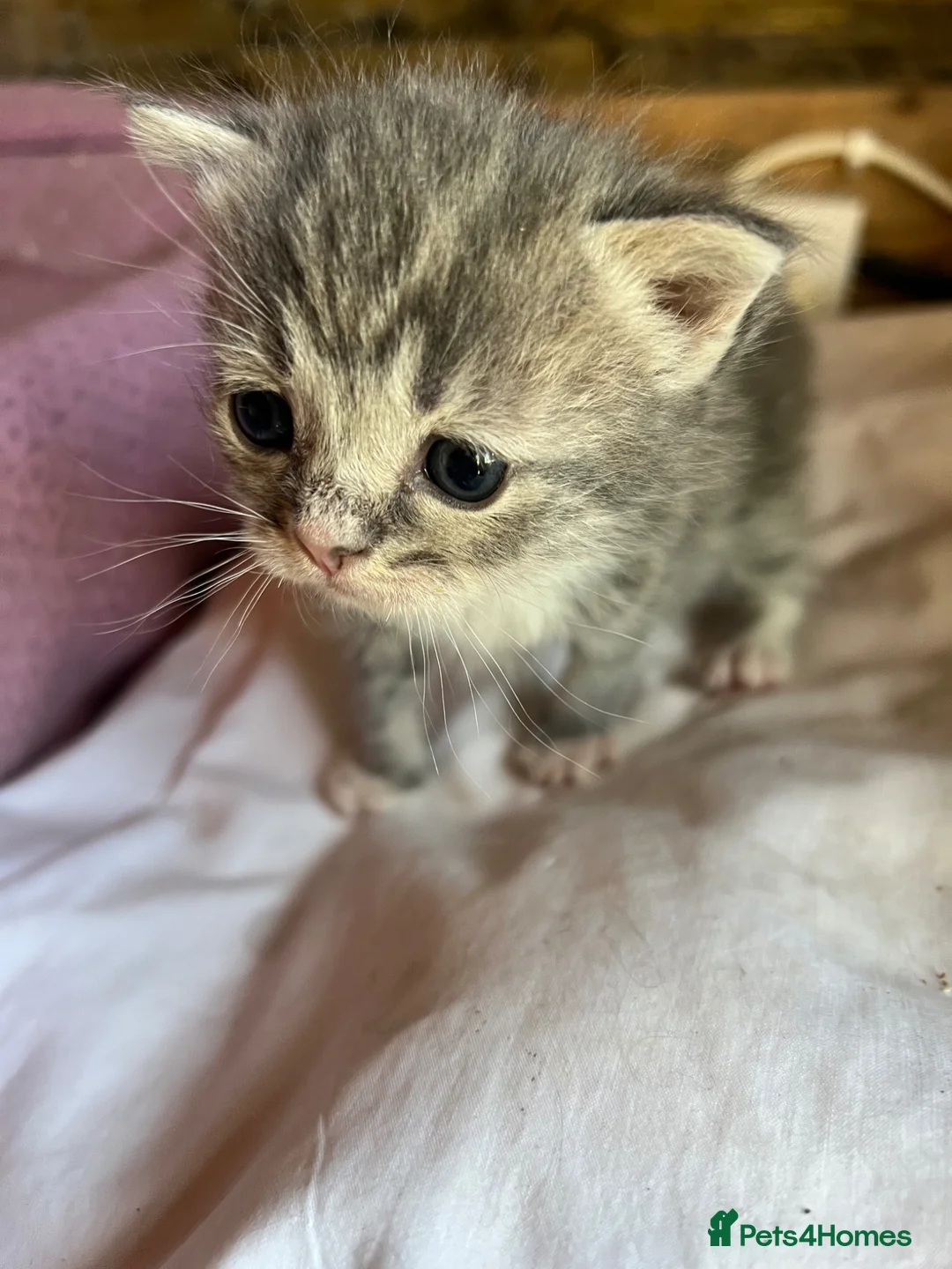 Mixed Breed cats for sale: Persian x Siamese  kittens for sale  in Canterbury - Advert 14