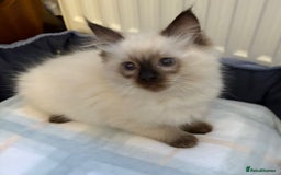 Ragdoll cats for sale: Ragdoll Kittens - Advert 11
