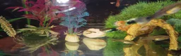 Plecos fish for sale: Albino bristlenose pleco babies and guppy fry  in Waterlooville - Advert 8