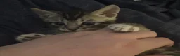 Bengal cats for sale: Bengal kittens  in Llanelli - Advert 9