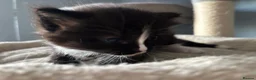 Mixed Breed cats for sale: Long‑Haired Ragdoll Cross Tortoiseshell Kittens - Advert 19
