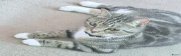 British Shorthair cats for sale: BSH tabby’s  - Advert 2