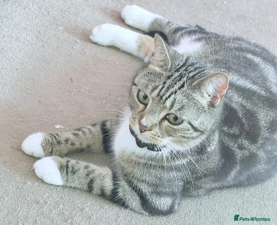 British Shorthair cats for sale: BSH tabby’s  - Advert 2