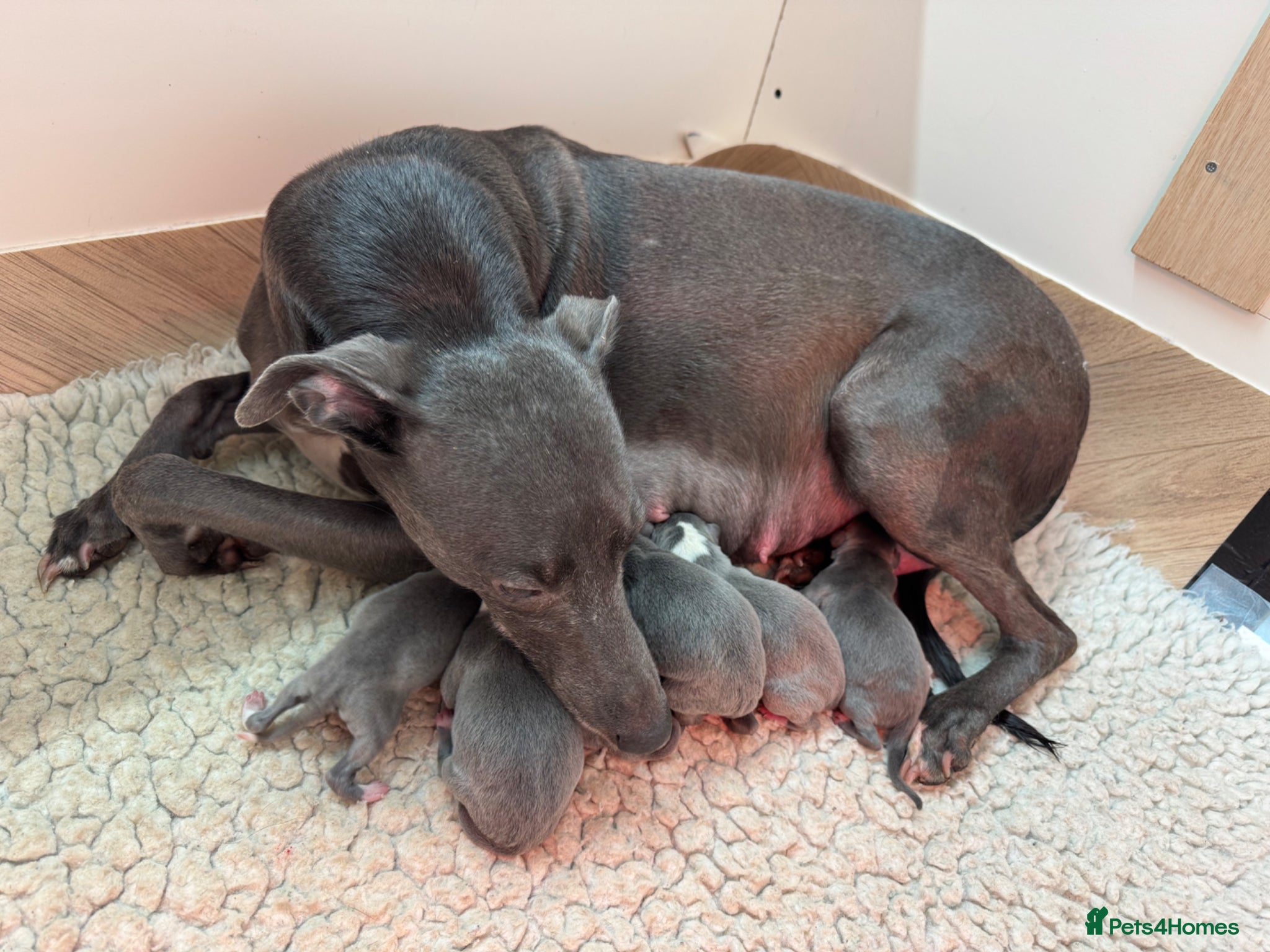 Whippet dogs Exceptional KC Blue Whippet Puppies born 02/04/26 - Advert 1