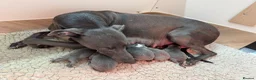 Whippet dogs for sale: Exceptional KC Blue Whippet Puppies born 02/04/26 - Advert 1