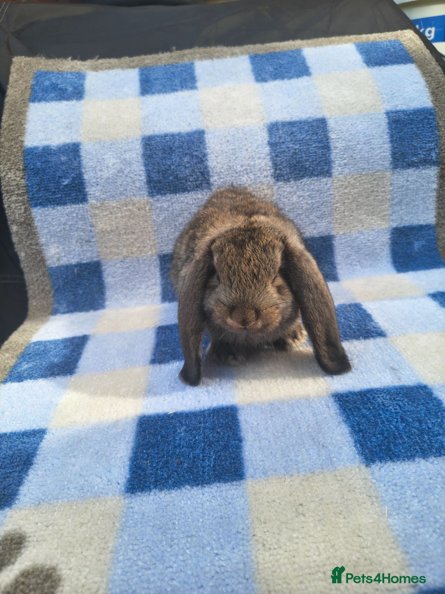 French Lop rabbits French lop babies available to reserve  - Advert 2