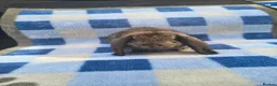 French Lop rabbits for sale: French lop babies available to reserve  - Advert 2