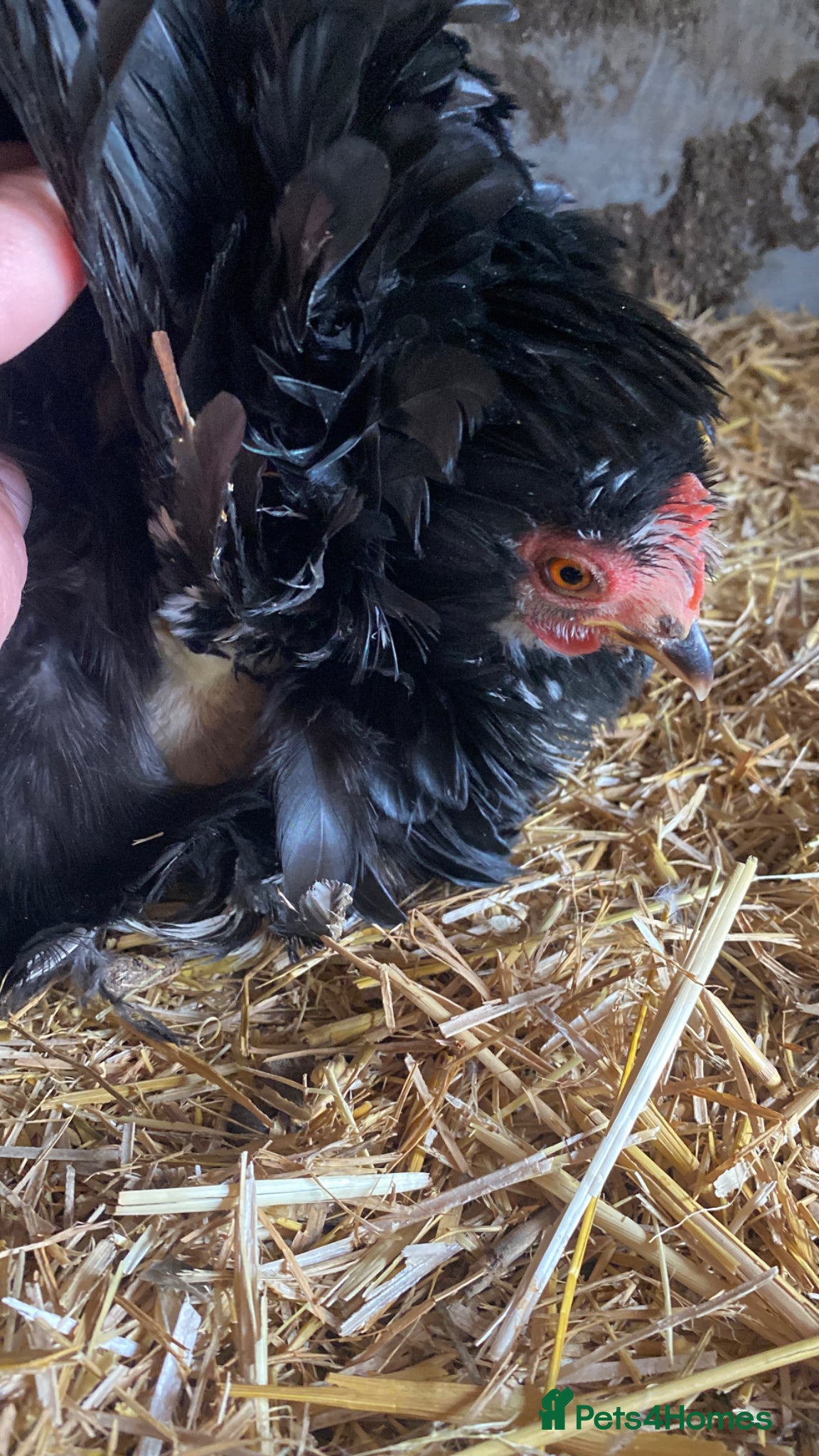 Chickens poultry Pekin bantam chicks for sale   - Advert 2