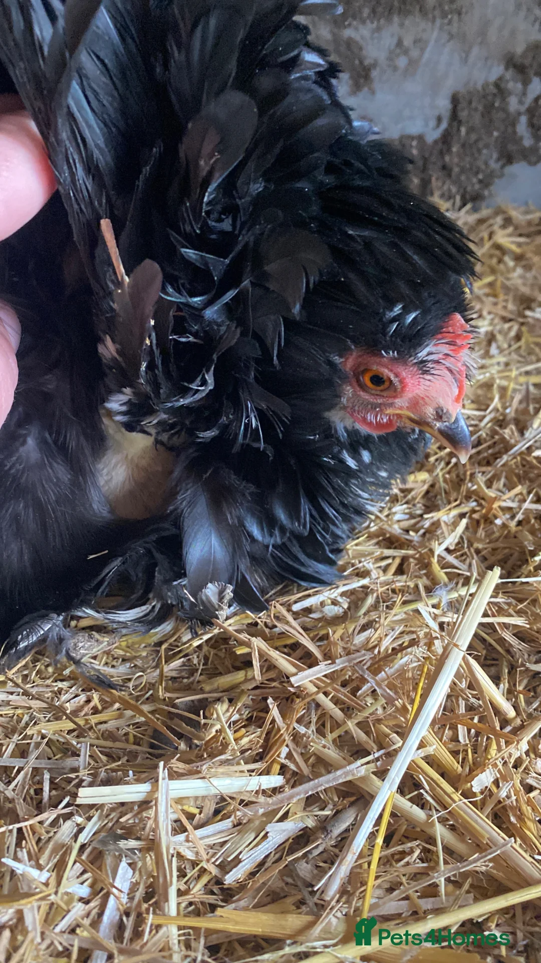 Chickens poultry for sale: Pekin bantam chicks for sale   - Advert 2