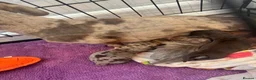 Dachshund dogs for sale: Miniature dachshund puppy - Advert 3