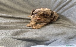 Cockapoo dogs for sale: F1 cockerpoo puppies  - Image 10