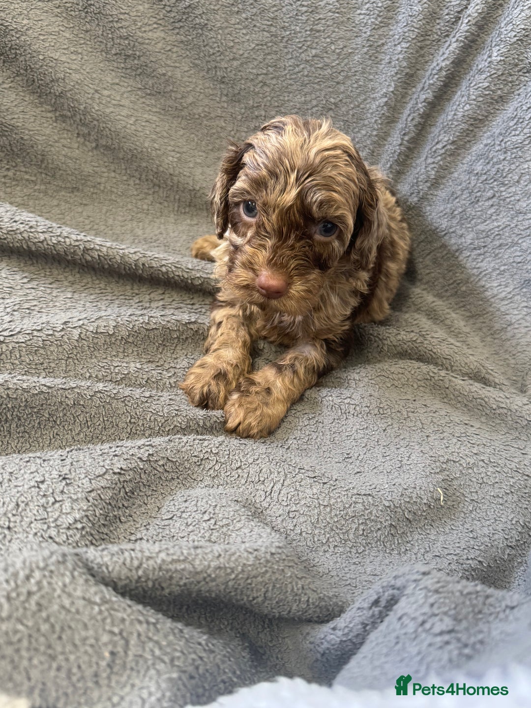 Cockapoo dogs for sale: F1 cockerpoo puppies  - Image 10