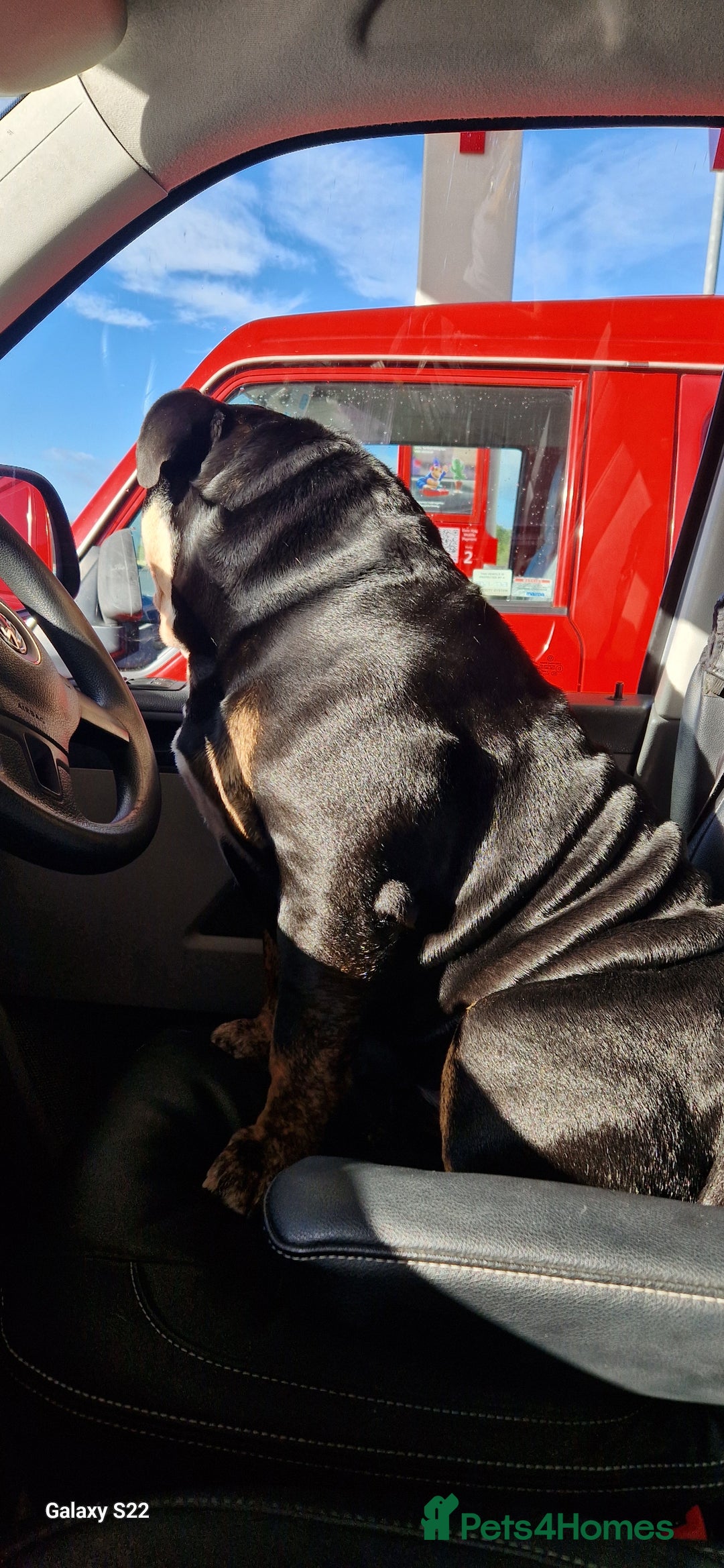 Olde English Bulldogge dogs for stud: Vinnie the olde english bulldogge - Advert 2