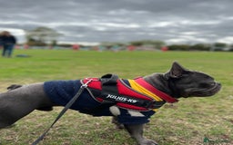 French Bulldog dogs for sale: French Bulldog Pups for sale - Image 15