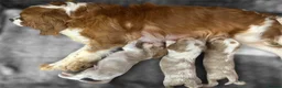 Cavalier King Charles Spaniel dogs for sale: ** DNA/PRA CLEAR CAVALIER KING CHARLES PUPPIES ** - Advert 7