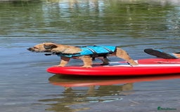 Border Terrier dogs for stud: Looking to Stud for Puppies - Image 2