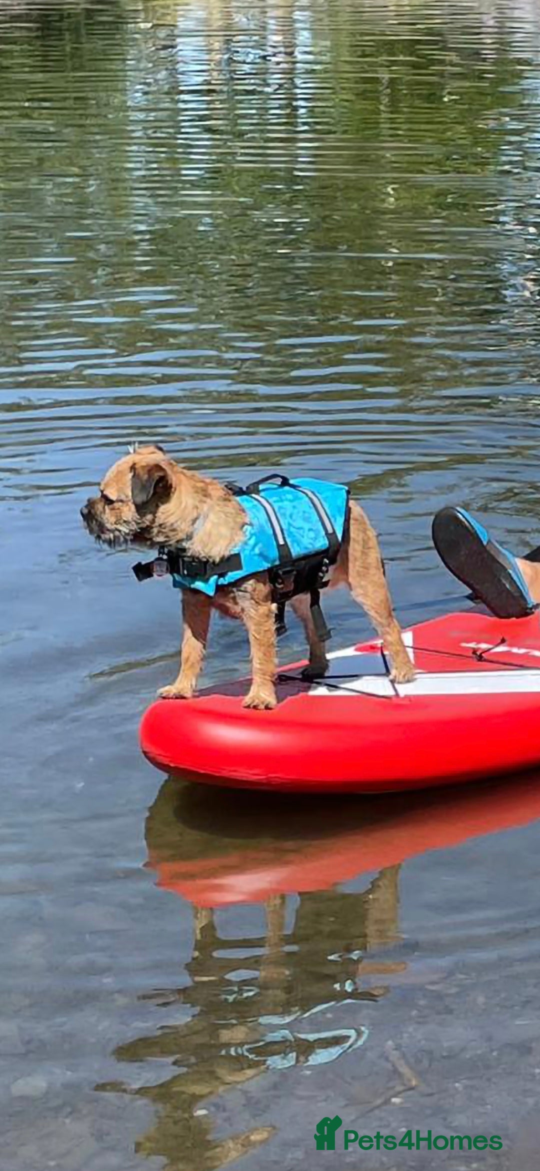 Border Terrier dogs for stud: Looking to Stud for Puppies - Image 2