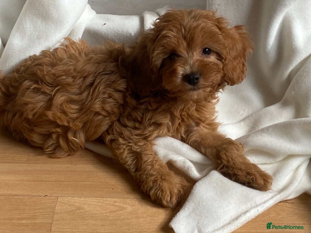 Maltipoo dogs for sale: Extensively DNA tested clear maltipoos - Image 17