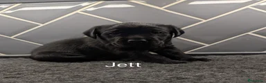 Labrador Retriever 3