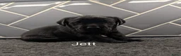 Labrador Retriever dogs for sale: 🐾 Labrador Pups 🐾 - Advert 8