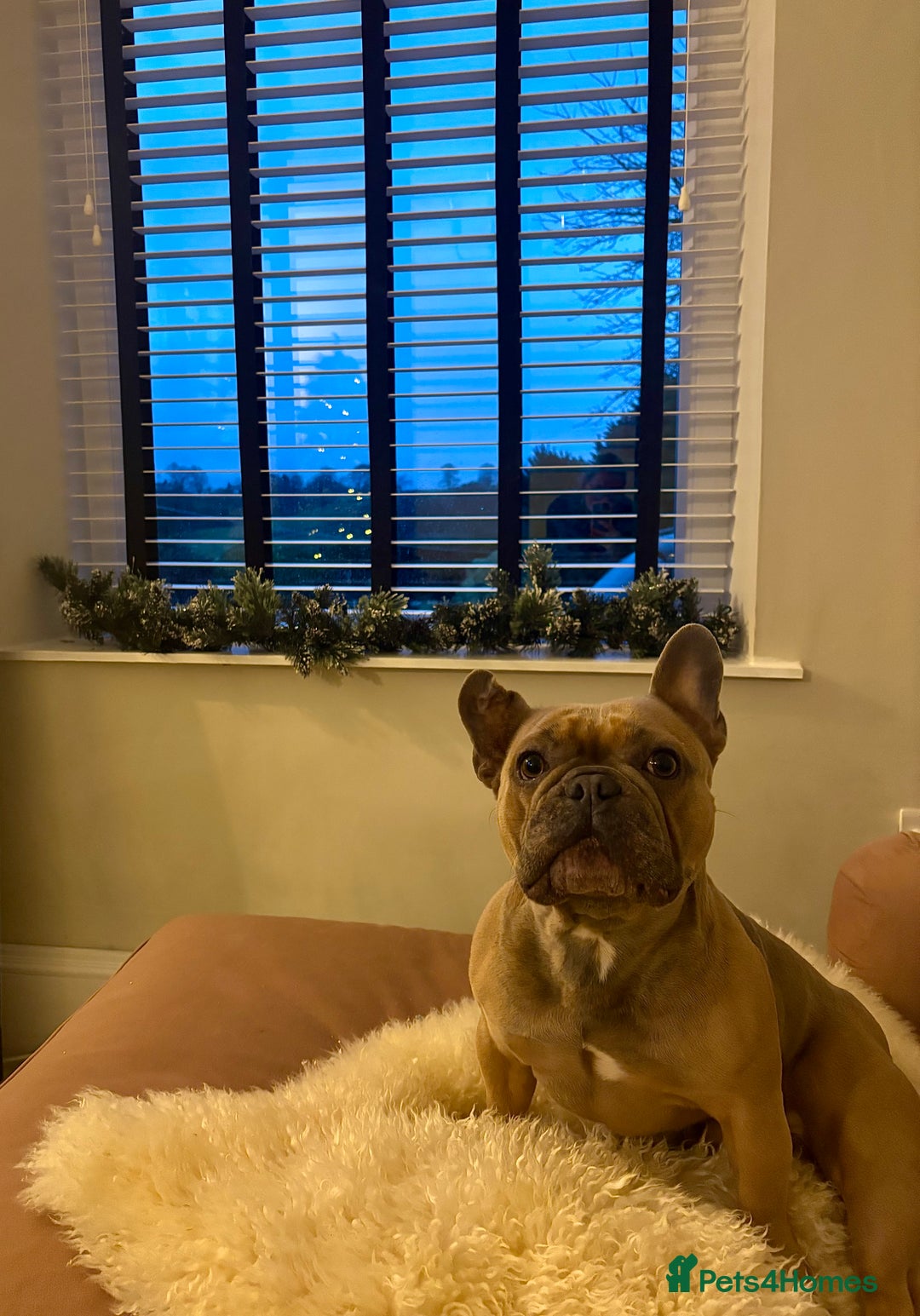 French Bulldog dogs for sale: French Bulldog Rehome - Advert 1
