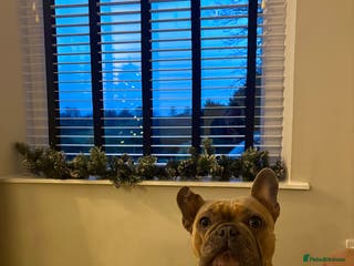 French Bulldog dogs French Bulldog Rehome - Advert 3