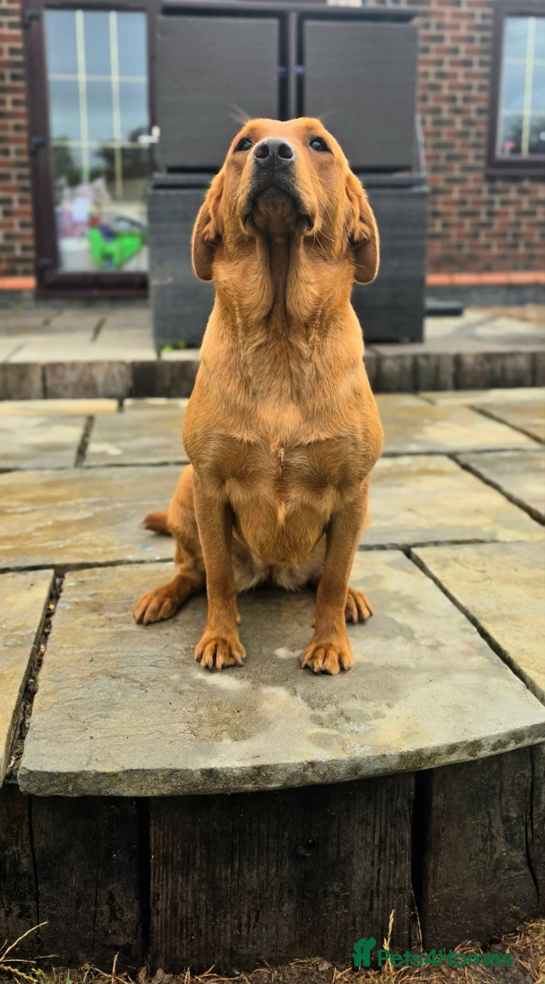 Labrador Retriever dogs for sale: 1 BEAUTIFUL FOX RED KC GIRL  - Advert 1