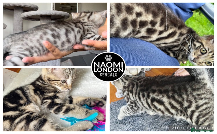 Domestic Shorthair cats - Advert 1