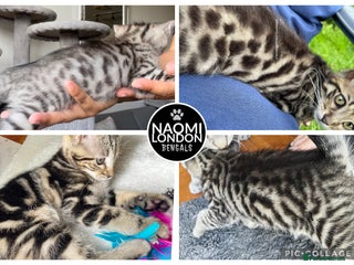 Domestic Shorthair cats - Advert 39