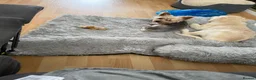 Yorkshire Terrier dogs for stud: Yorkshire terrier for stud - Advert 4