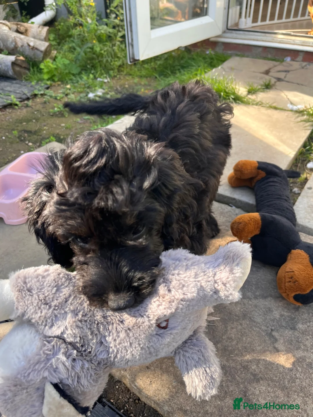 Cockapoo dogs for sale: Cockerpoo Puppy Dotty - Advert 1