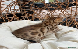 Bengal cats for sale: GORGEOUS PURE BENGAL KITTENS READY TO GO ❤️ - Image 16
