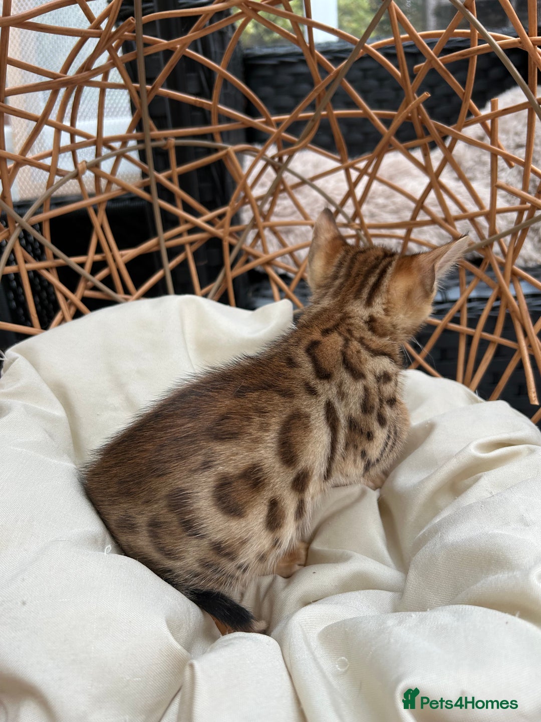Bengal cats for sale: GORGEOUS PURE BENGAL KITTENS READY TO GO ❤️ - Image 16