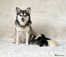 Pomsky dogs - Advert 1