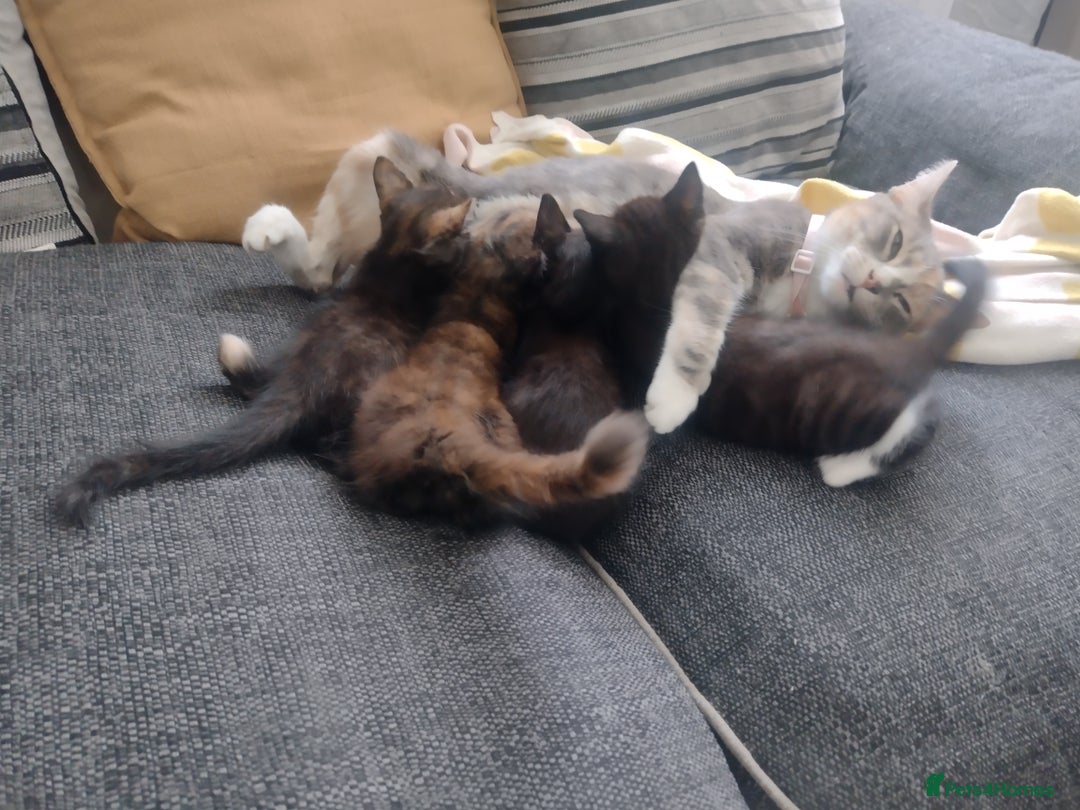 Mixed Breed cats for sale: Kittens  - Image 10