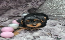 Yorkshire Terrier dogs for sale: Beautiful Yorkshire terrier puppies  - Image 7